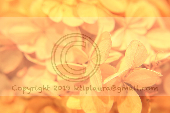 IMG_8706.PHS  MARCH 5  2019 KTIP LAURA'S PHOTOS