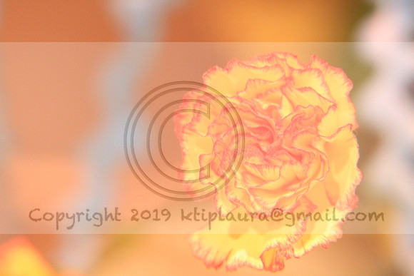 IMG_8709.PHS  MARCH 5  2019 KTIP LAURA'S PHOTOS