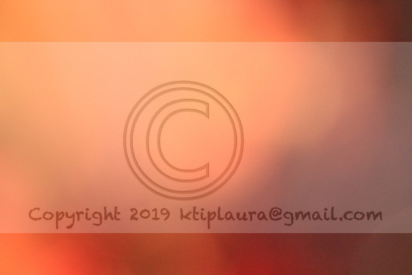 IMG_8710.PHS  MARCH 5  2019 KTIP LAURA'S PHOTOS