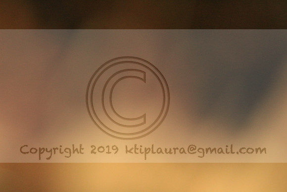 IMG_8756.PHS  MARCH 5  2019 KTIP LAURA'S PHOTOS