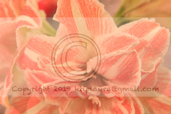 IMG_8758.PHS  MARCH 5  2019 KTIP LAURA'S PHOTOS