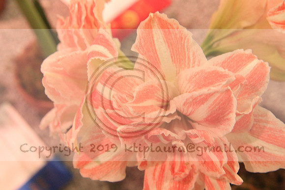 IMG_8759.PHS  MARCH 5  2019 KTIP LAURA'S PHOTOS