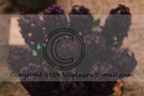 IMG_8761.PHS  MARCH 5  2019 KTIP LAURA'S PHOTOS