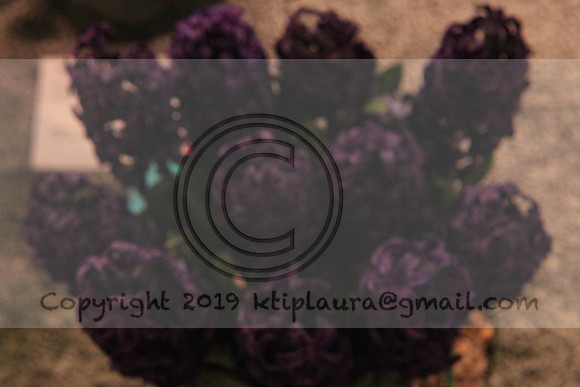 IMG_8762.PHS  MARCH 5  2019 KTIP LAURA'S PHOTOS