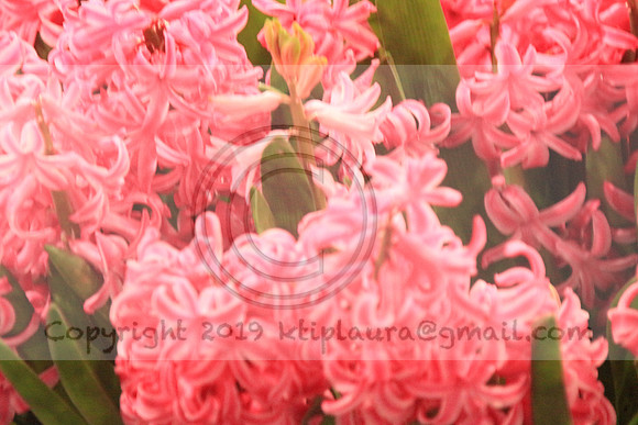 IMG_8767.PHS  MARCH 5  2019 KTIP LAURA'S PHOTOS