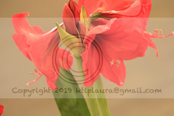 IMG_8769.PHS  MARCH 5  2019 KTIP LAURA'S PHOTOS