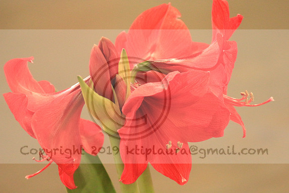 IMG_8770.PHS  MARCH 5  2019 KTIP LAURA'S PHOTOS