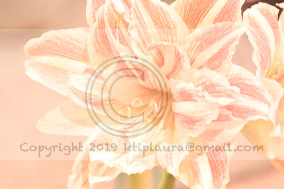 IMG_8771.PHS  MARCH 5  2019 KTIP LAURA'S PHOTOS