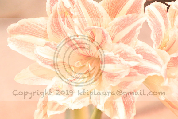 IMG_8772.PHS  MARCH 5  2019 KTIP LAURA'S PHOTOS