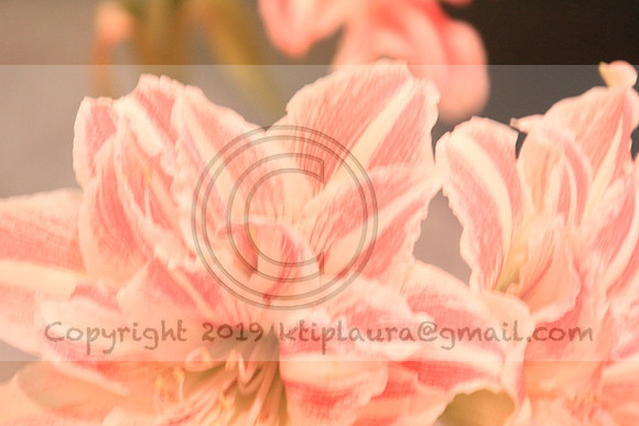 IMG_8773.PHS  MARCH 5  2019 KTIP LAURA'S PHOTOS