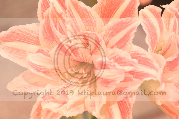 IMG_8774.PHS  MARCH 5  2019 KTIP LAURA'S PHOTOS