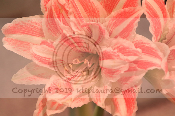 IMG_8776.PHS  MARCH 5  2019 KTIP LAURA'S PHOTOS
