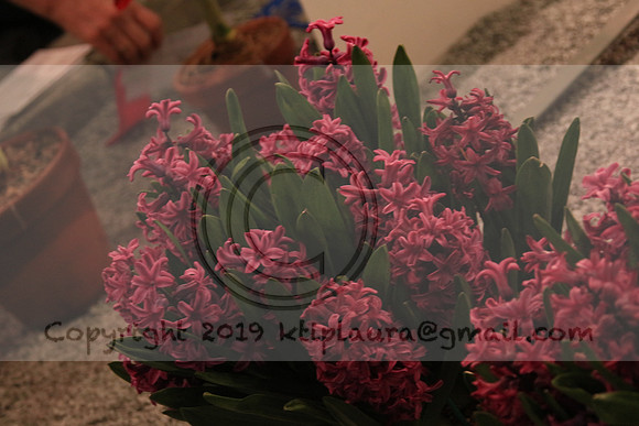 IMG_8781.PHS  MARCH 5  2019 KTIP LAURA'S PHOTOS