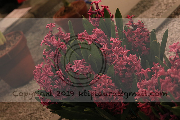 IMG_8782.PHS  MARCH 5  2019 KTIP LAURA'S PHOTOS