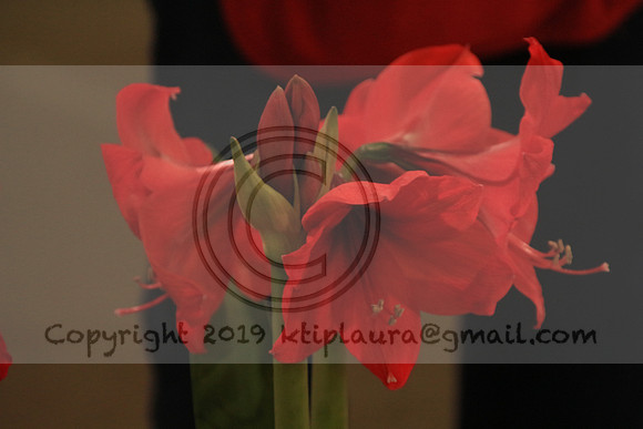 IMG_8783.PHS  MARCH 5  2019 KTIP LAURA'S PHOTOS