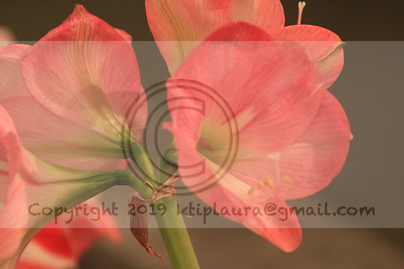 IMG_8788.PHS  MARCH 5  2019 KTIP LAURA'S PHOTOS