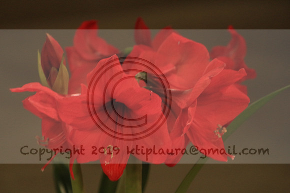 IMG_8790.PHS  MARCH 5  2019 KTIP LAURA'S PHOTOS