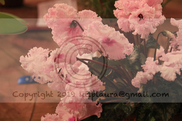 IMG_8791.PHS  MARCH 5  2019 KTIP LAURA'S PHOTOS