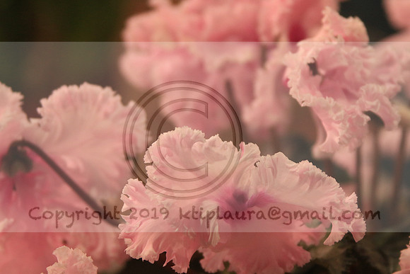 IMG_8792.PHS  MARCH 5  2019 KTIP LAURA'S PHOTOS