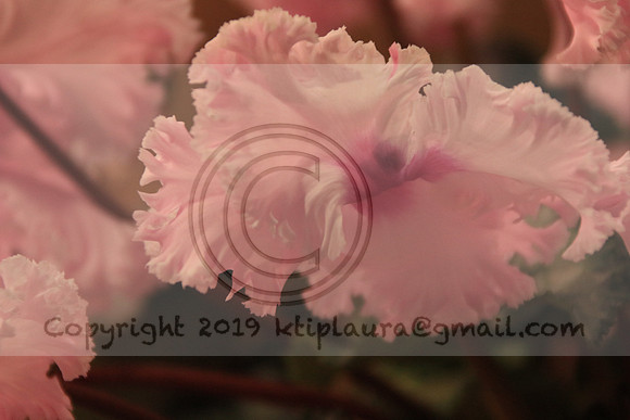 IMG_8793.PHS  MARCH 5  2019 KTIP LAURA'S PHOTOS