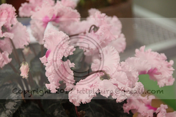 IMG_8801.PHS  MARCH 5  2019 KTIP LAURA'S PHOTOS