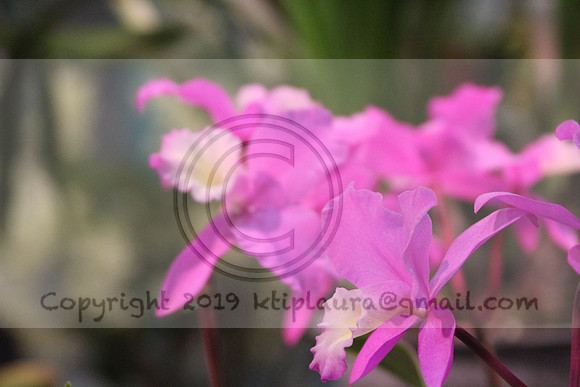 IMG_8807.PHS  MARCH 5  2019 KTIP LAURA'S PHOTOS