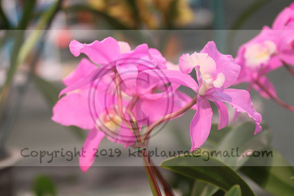 IMG_8808.PHS  MARCH 5  2019 KTIP LAURA'S PHOTOS