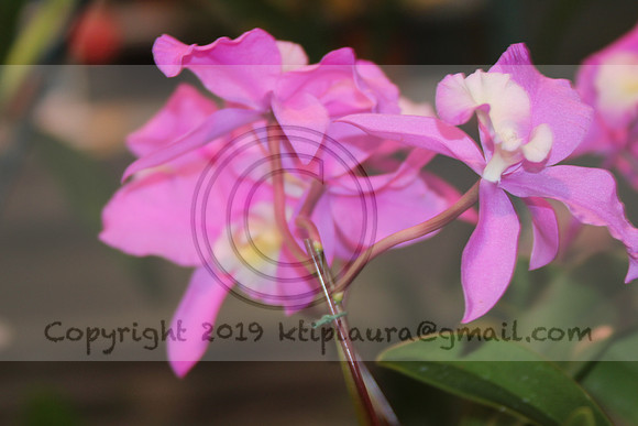 IMG_8809.PHS  MARCH 5  2019 KTIP LAURA'S PHOTOS