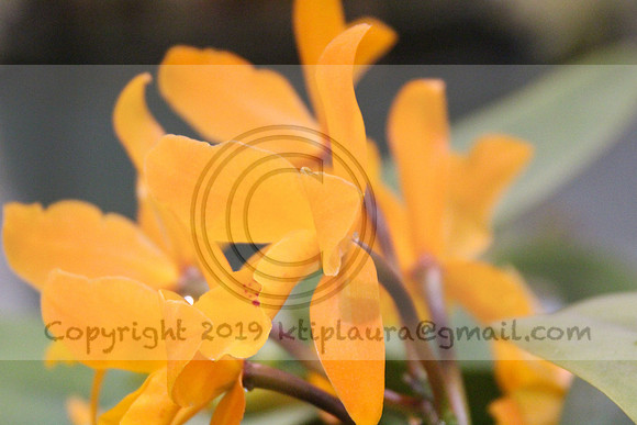 IMG_8813.PHS  MARCH 5  2019 KTIP LAURA'S PHOTOS