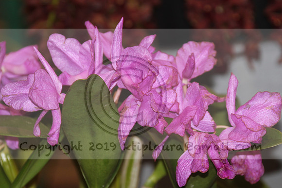 IMG_8816.PHS  MARCH 5  2019 KTIP LAURA'S PHOTOS