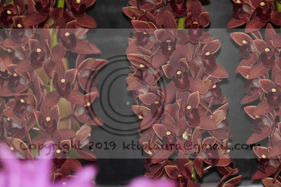 IMG_8817.PHS  MARCH 5  2019 KTIP LAURA'S PHOTOS
