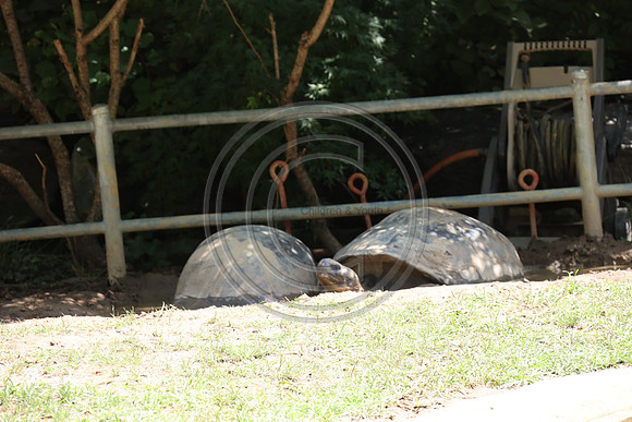 KTIN9392. Philadelphia Zoo 08112024 ktiplaura@gmail.com