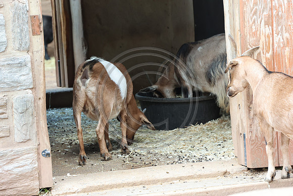 KTIN9367. Philadelphia Zoo 08112024 ktiplaura@gmail.com