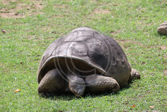 KTIN9373. Philadelphia Zoo 08112024 ktiplaura@gmail.com