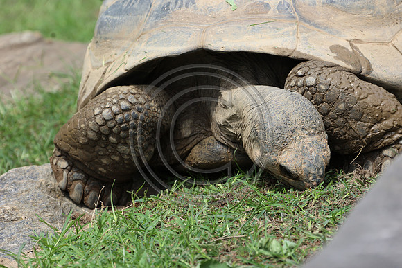 KTIN9381. Philadelphia Zoo 08112024 ktiplaura@gmail.com