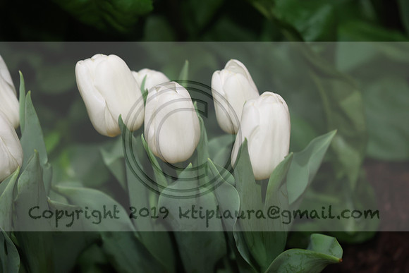 LEET2946.   PHS 2024 0305 ktiplaura@gmail.com