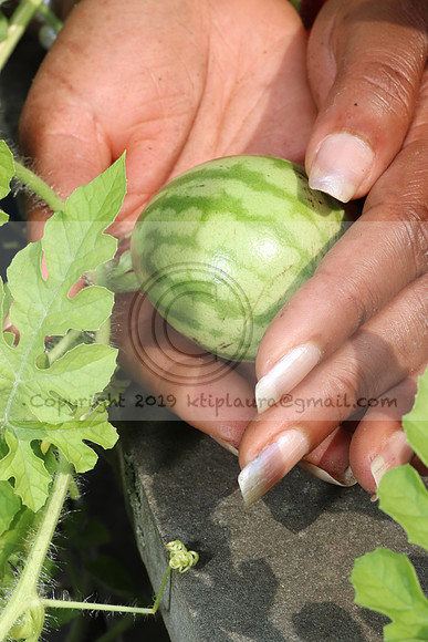 IMG_2313.Torpedopot July 26,2020 @KTIP Laura Elam