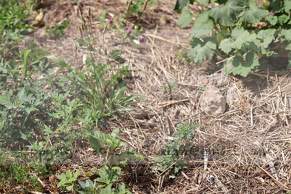 IMG_0309.West Philly Garden Eric July 4 2020 @KTIP Laura Elam