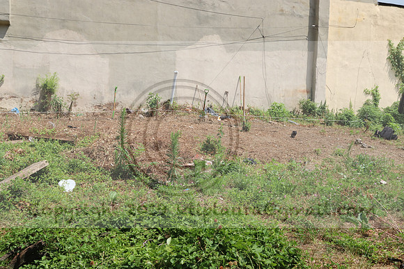 IMG_0358.West Philly Garden Eric July 4 2020 @KTIP Laura Elam