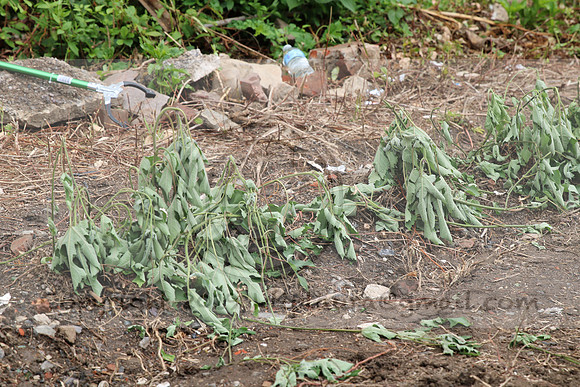 IMG_0019.1226 COMMUNITY GARDEN July 11 2020 @KTIP Laura Elam