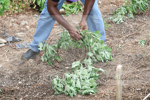 IMG_0038.1226 COMMUNITY GARDEN July 11 2020 @KTIP Laura Elam