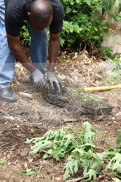 IMG_0143.1226 COMMUNITY GARDEN July 11 2020 @KTIP Laura Elam