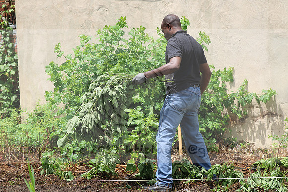 IMG_0194.1226 COMMUNITY GARDEN July 11 2020 @KTIP Laura Elam