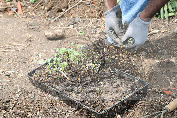 IMG_0210.1226 COMMUNITY GARDEN July 11 2020 @KTIP Laura Elam