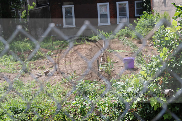 IMG_0217.1226 COMMUNITY GARDEN July 11 2020 @KTIP Laura Elam