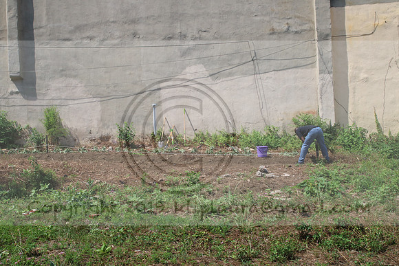 IMG_0220.1226 COMMUNITY GARDEN July 11 2020 @KTIP Laura Elam