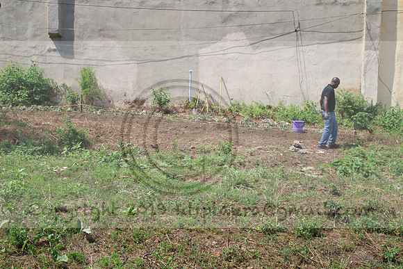 IMG_0227.1226 COMMUNITY GARDEN July 11 2020 @KTIP Laura Elam