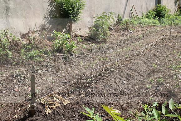 IMG_0008.1226 COMMUNITY GARDEN July 18 2020 @KTIP Laura Elam