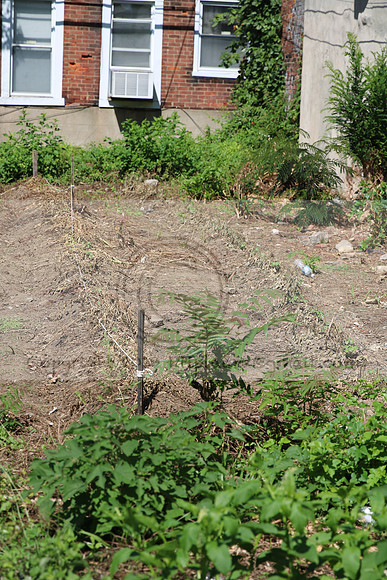 IMG_0052.1226 COMMUNITY GARDEN July 18 2020 @KTIP Laura Elam