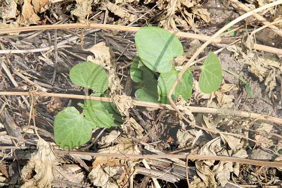 IMG_0086.1226 COMMUNITY GARDEN July 18 2020 @KTIP Laura Elam